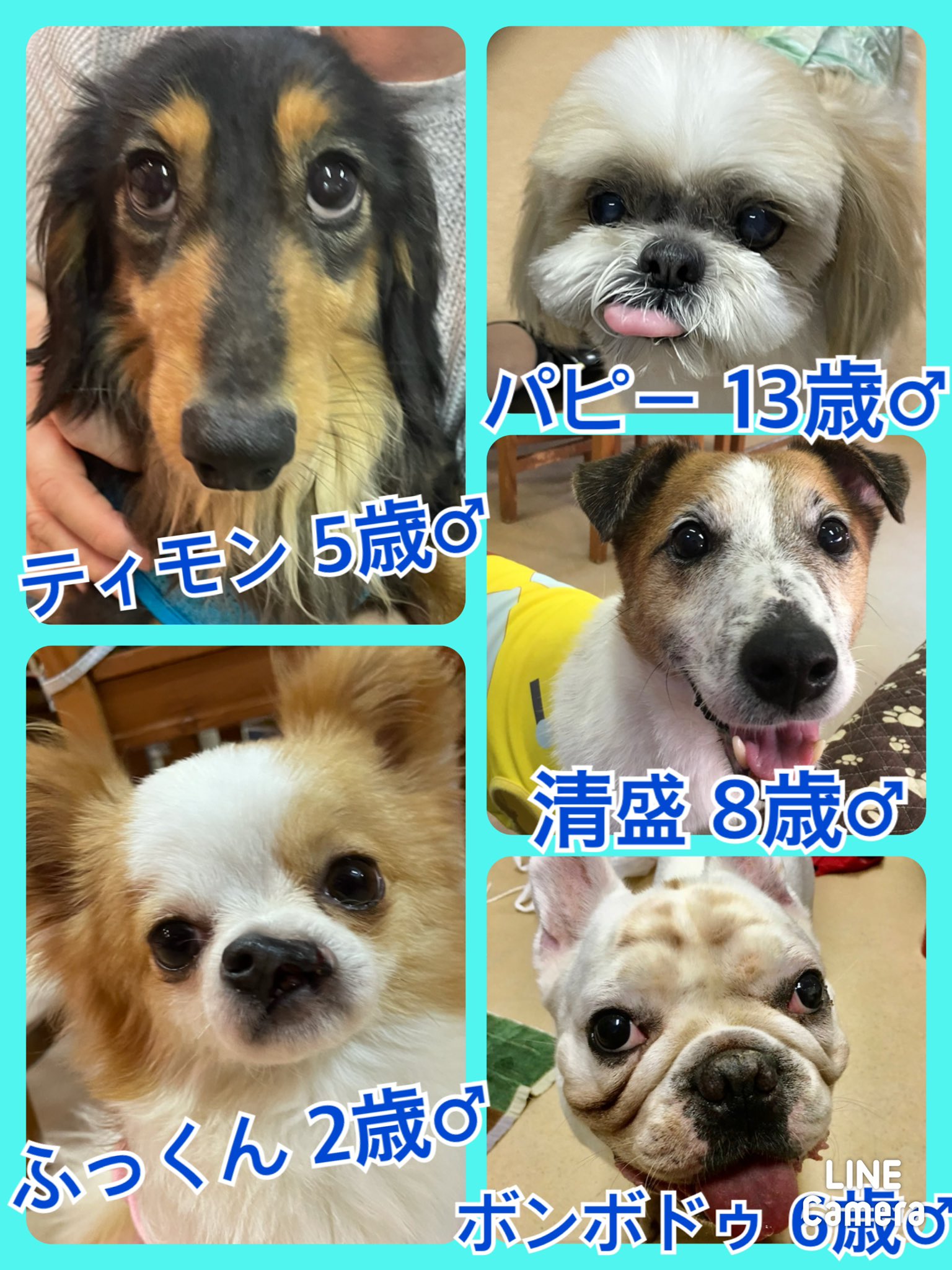 🐾今日の里親様募集中ワンコ🐶メンバーです🐾2021,6,8